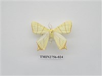 藏品(尺蛾325)的圖片